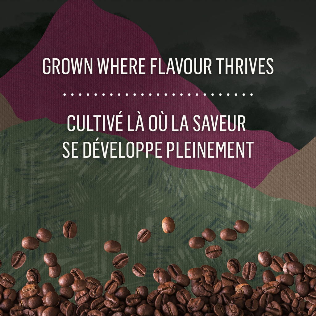 McCafé High Grown Organic Dark Roast Whole Beans I2