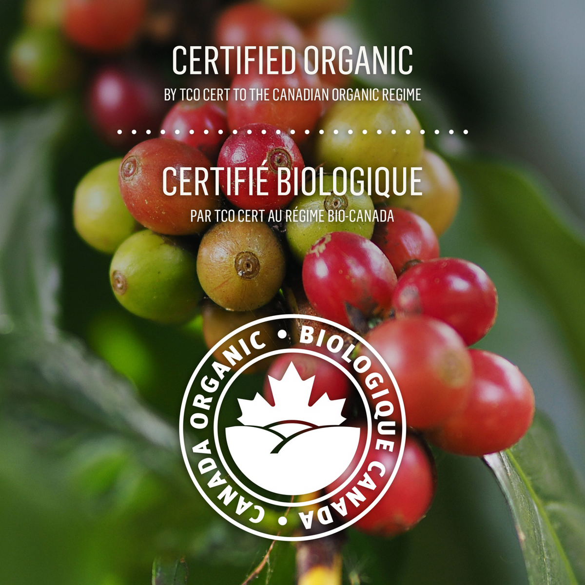 McCafé High Grown Organic Dark Roast Whole Beans A4